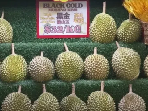 Xuất hiện thánh địa sầu riêng nơi giá giảm tới 30%, các giống sầu Malaysia đang là bá chủ