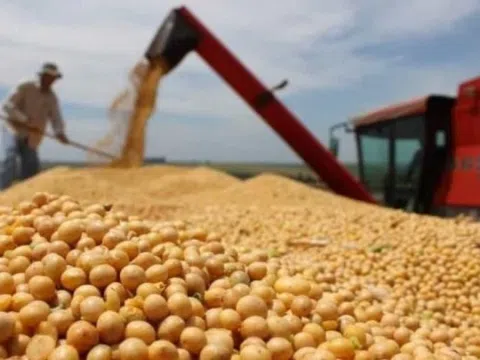 Nếu Trung Quốc giảm nhập khẩu 1 mặt hàng, áp lực không chỉ dồn lên nông dân Mỹ mà còn hàng loạt thị trường lớn bị ảnh hưởng