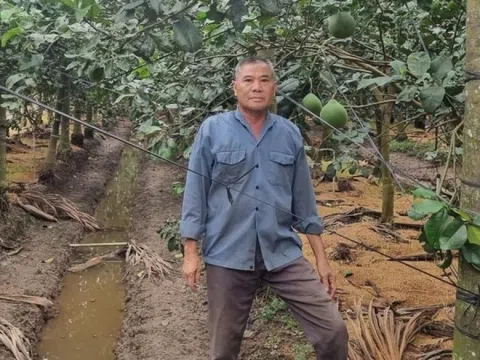 Nông dân Tiền Giang chặt vườn thanh long chuyển trồng loại quả cao vút, trái treo trên từng buồng: Giàu lên trông thấy, giúp cả hàng xóm ‘lên đời'