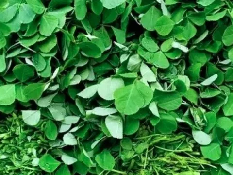 Loại rau bán khắp chợ Việt vừa được chứng minh có thể lọc được vi nhựa