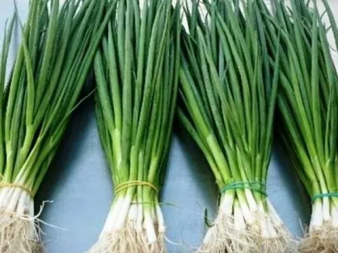 Ít ai ngờ loại gia vị quen thuộc là 'kháng sinh xanh' tốt cho phổi, đường hô hấp: Giá rẻ, dễ tìm ở chợ Việt