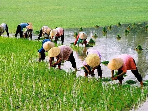 Từ 1/7, nông dân được vay đến 300 triệu không cần thế chấp