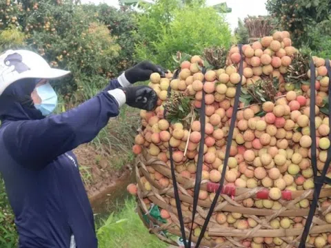 Nông dân Hải Dương thu hoạch ‘quả của tình yêu’ được giá hời, chuỗi siêu thị lớn đã gom sạch: Bà con rất phấn khởi