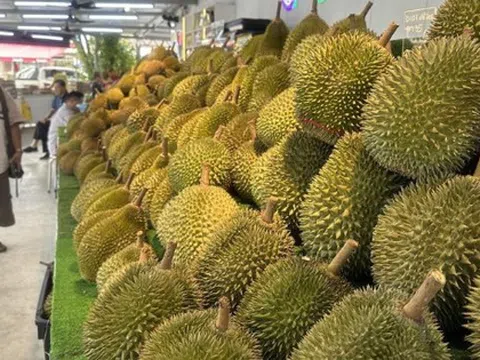 Một làn sóng sầu riêng cao cấp đang hình thành tại quốc gia Đông Nam Á: Trung Quốc không tiếc tiền mua hàng, sản lượng nửa triệu tấn năm 2025