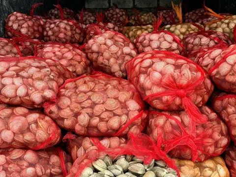 2 người đàn ông vận chuyển 17 tấn ngao, hàu từ biên giới vào trong nước tiêu thụ bị phát hiện