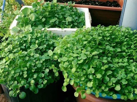 Loại rau đạt điểm tuyệt đối về mật độ dinh dưỡng, được chuyên gia đánh giá là 'siêu thực phẩm' lại đang bị thị trường tiêu dùng Việt thờ ơ