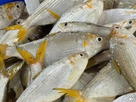 Loại 'cá nhà nghèo' xưa chỉ cho 'lợn ăn' nay được săn lùng mua khắp chợ