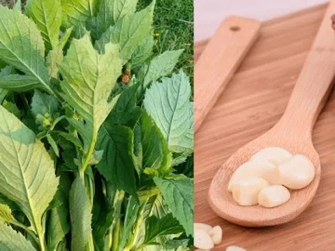 Từ cây dại ven đường thành đặc sản 'lên mâm' phố thị: Bán tới 50.000 đồng/kg, hương vị lạ khó quên