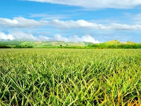 Thay vì đốt bỏ, doanh nghiệp biến 200ha lá dứa ở Nghệ An, Thanh Hóa thành sợi vải
