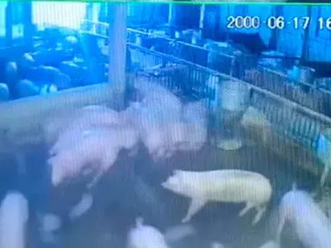 Đàn lợn sắp xuất chuồng bị điện giật chết, chủ trang trại thiệt hại hàng trăm triệu đồng