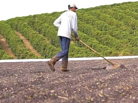Nông dân tại thủ phủ cà phê thế giới thắng được hạn hán nhờ 2 'át chủ bài'