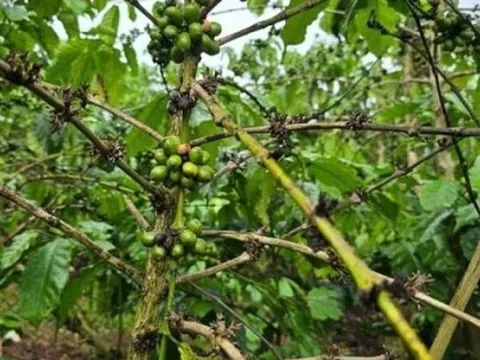 5,5ha cà phê vàng lá, rụng quả, chết cành bất thường sau bón phân, chủ vườn Lâm Đồng cầu cứu chính quyền
