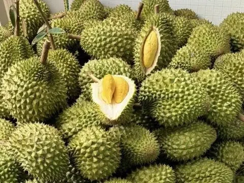 Sầu riêng Việt đón chuyên gia Trung Quốc: Cú hích xuất khẩu, "mở khóa" thị trường tỷ đô