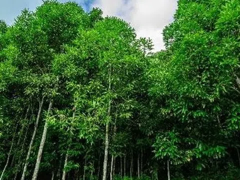 ‘Trợ lực’ từ Indonesia đổ bộ giúp Việt Nam thống lĩnh một mặt hàng của thế giới: Là loại cây từ gốc đến ngọn đều ra tiền, thu về hàng trăm triệu USD mỗi năm