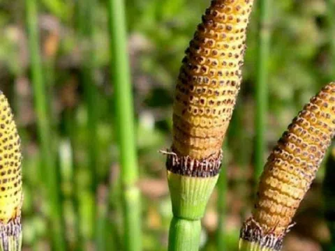 Loại cây dại tưởng vô giá trị, hóa ra là 'báu vật' của làng quê Việt ít ai biết, giá tới 290.000 đồng/kg
