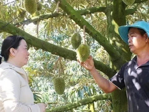 Nông dân Đồng Nai từng bị 'gièm pha' vì bán vàng trồng ‘cây tỷ đô’, nay 'phất lên như diều gặp gió', lợi nhuận 2 tỷ đồng/năm