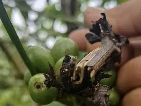 Cà phê rụng quả sau bón phân NPK, Lâm Đồng đề nghị tạm ngưng tiêu thụ 150 tấn phân bón