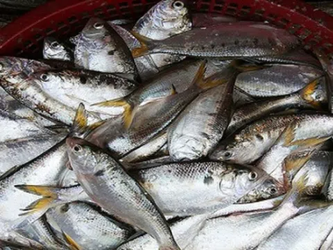 Cá rẻ bèo ở chợ Việt, từng bị xem là cá 'nhà nghèo' bất ngờ được chuyên gia Mỹ ca ngợi 'tốt nhất thế giới'