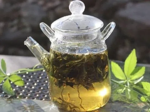 Bất ngờ trước công dụng của 'nhân sâm phương Nam', uống đều đặn giúp gan khỏe mạnh, chống lão hóa gấp 8 lần trà xanh, hàng tươi chỉ từ 5.000 đồng/kg