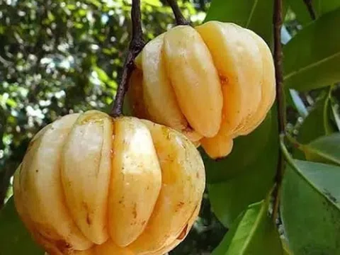 Quả mọc hoang trên rừng tưởng bình thường, giá lên tới 180.000 đồng/kg: Mùa hè dân thành phố lùng mua ăn dần