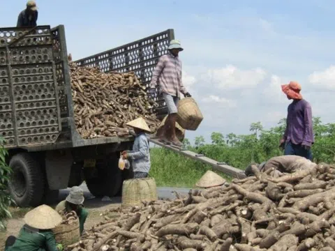 Không phải gạo hay cà phê, thứ này mới khiến Trung Quốc có bao nhiêu mua bấy nhiêu: Việt Nam thu về gần 700 triệu, cạnh tranh ngôi vương với Thái Lan