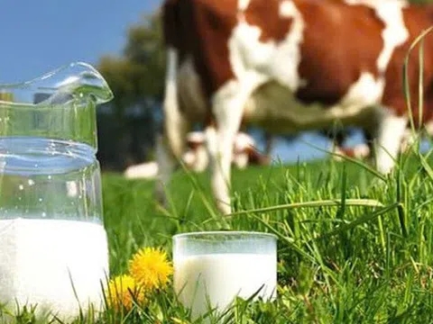 Trung Quốc không cho phép dùng sữa hoàn nguyên làm sữa tiệt trùng, ngành sữa Việt Nam cần chú ý