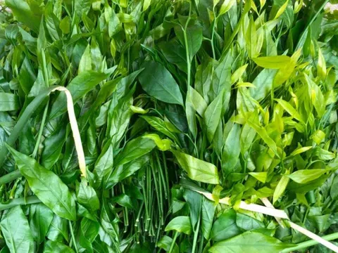 Rau ngót có giá 200.000 đồng/kg nhưng liên tục 'cháy hàng'