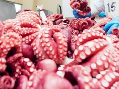 'Kho báu dưới đáy biển' của Việt Nam kỳ vọng thu 700 triệu đô, Hàn Quốc - Nhật Bản tranh nhau 'chốt đơn'