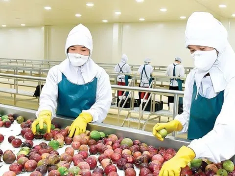 Nông dân Việt thu hoạch mỗi năm 200.000 tấn quả đặc biệt, xuất khẩu tăng trưởng hơn 300%, Mỹ cũng 'gật đầu' nhập hàng