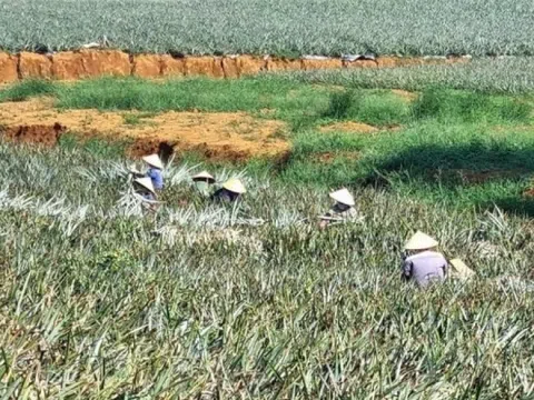 Nông dân Ninh Bình trồng loại cây ra quả hương thơm ngát, vỏ vàng đẹp, vị ngon giòn: Vừa được mùa lại được giá, bán lãi 300 triệu đồng/1ha