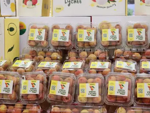 Vụ vải thiều Lục Ngạn 2025 bội thu