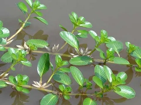 Từng mọc hoang ven ruộng, loại rau này nay 'lên đời' thành đặc sản: Vào thực đơn nhà hàng sang trọng, giá tới 90.000 đồng/kg