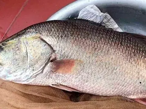 Nuôi loài cá 'bình dân' ngoài chợ, dinh dưỡng không kém cá hồi đắt đỏ, lão nông Thanh Hóa lãi đều tay hàng trăm triệu mỗi năm