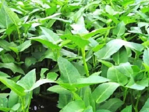 Loại rau tốt như 'tiên dược' mùa hè, bổ dưỡng bất ngờ: Chỉ 5.000 đồng/mớ, chợ nào cũng bán la liệt