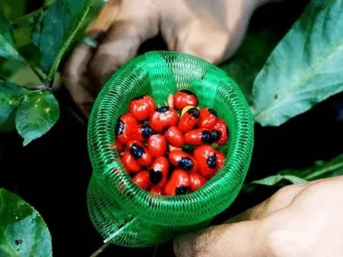 Loại hạt là 'quốc bảo' của Việt Nam, đắt hơn vàng ròng, giá 240 triệu đồng/kg vẫn không có hàng bán
