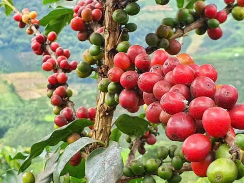 Thuế quan của ông Trump đối với Brazil làm rung chuyển thị trường cà phê