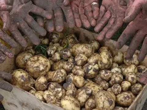 Loại củ đắt đỏ bậc nhất thế giới, giá 29 triệu đồng/kg, chỉ duy nhất một nơi có