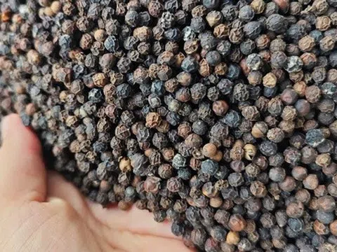 Giá tiêu lẹt đẹt, vì sao?