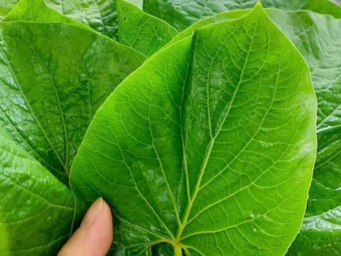 Loại rau rừng lạ lẫm xưa không ai biết nay được dân sành ăn săn lùng, giá cao vẫn đắt hàng
