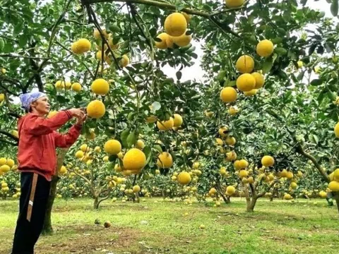 Nông dân Phú Thọ không cam chịu nghèo khổ, bỏ lúa sang trồng cây quả treo lủng lẳng trên cành: Đã xuất khẩu sang Mỹ, Anh