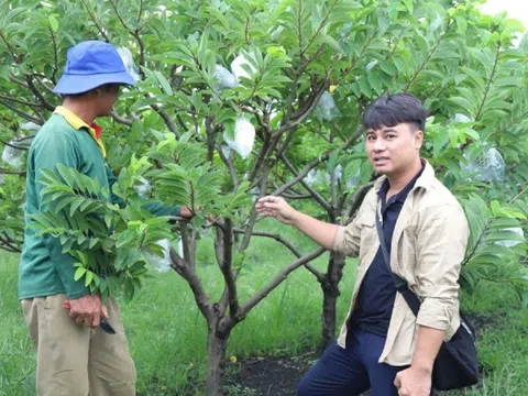 Nông dân Tây Ninh từ trai làng ‘đổi đời’ nhờ trồng quả có vị chua nhẹ lại rất thơm ngon: Du khách nô nức tới thăm, ‘chụp lấy chụp để’