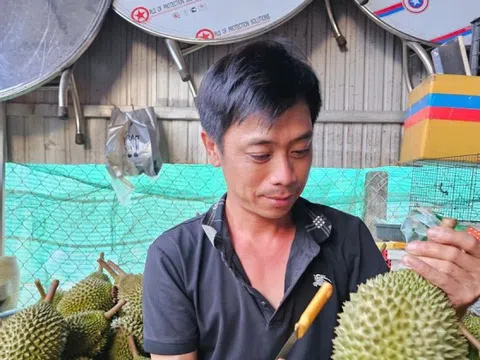‘Vua' của các loại sầu riêng bị chê, rớt giá thảm