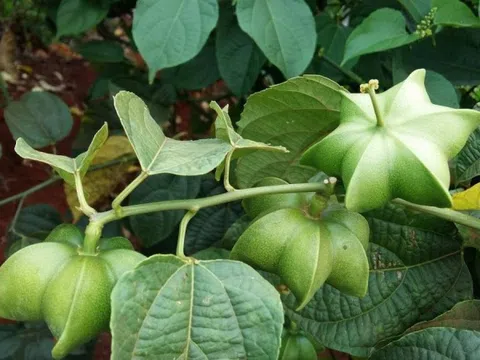Loại hạt đắt đỏ bậc nhất thế giới, không ngờ mọc đầy ở Việt Nam