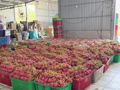 Nông dân Bình Thuận 'ngồi trên đống lửa' khi hàng trăm tấn đặc sản đạt chuẩn GlobalGAP đứng trước nguy cơ hóa đá trong kho lạnh