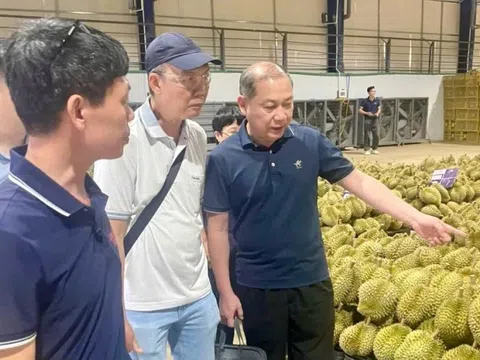 Chuyên gia Trung Quốc giám sát vùng trồng sầu riêng Lâm Đồng