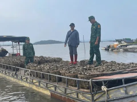 Hàu nhập lậu giá rẻ ‘tấn công’ Quảng Ninh