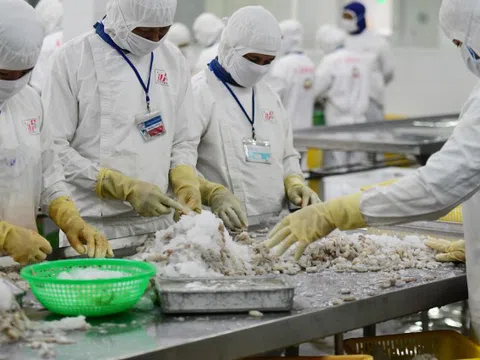 Tình thế xoay chuyển, Trung Quốc bất ngờ thành khách hàng số 1 mua tôm cá Việt