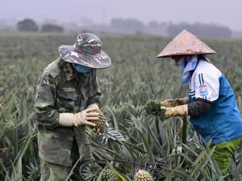 Không chỉ 1 tỷ USD, 4 loại trái cây này có thể giúp Việt Nam thu chục tỷ mỗi năm