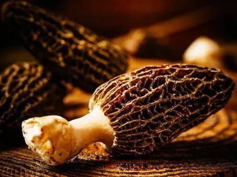 Việt Nam có một loại nấm ăn một lần nhớ cả đời, giá đắt hơn cả thịt bò Wagyu