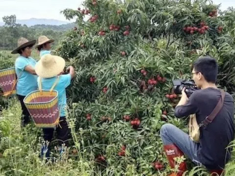 Trúng mùa 3,65 triệu tấn vải, nông dân Trung Quốc buông xuôi vì giá nhân công cao hơn giá bán
